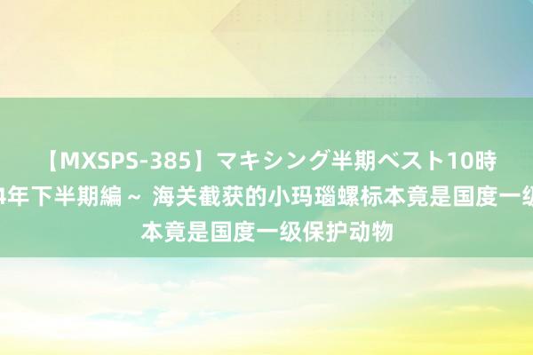 【MXSPS-385】マキシング半期ベスト10時間 ～2014年下半期編～ 海关截获的小玛瑙螺标本竟是国度一级保护动物