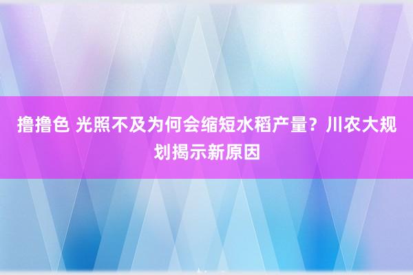 撸撸色 光照不及为何会缩短水稻产量？川农大规划揭示新原因